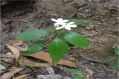 Eranthemum capense